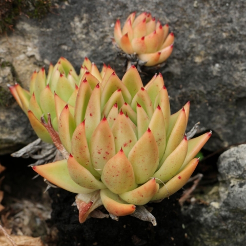 Echeveria agavoides