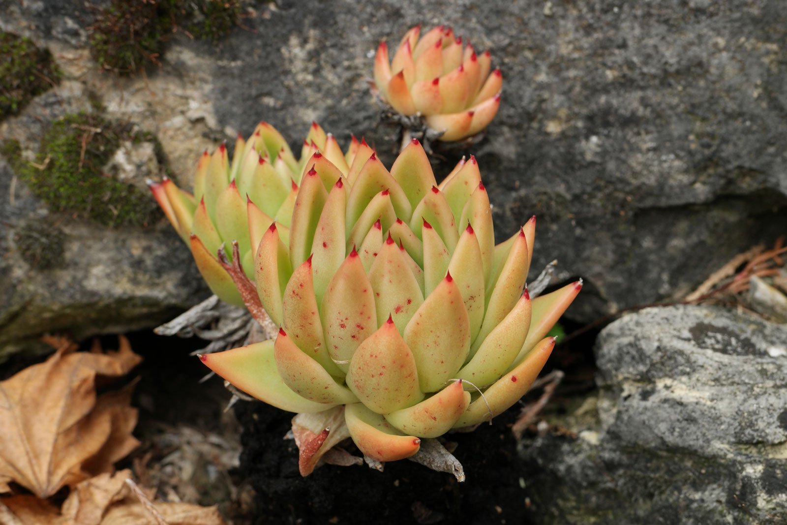 Echeveria agavoides