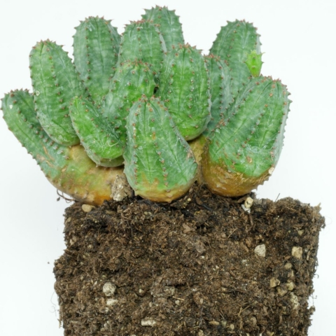 Euphorbia globosa