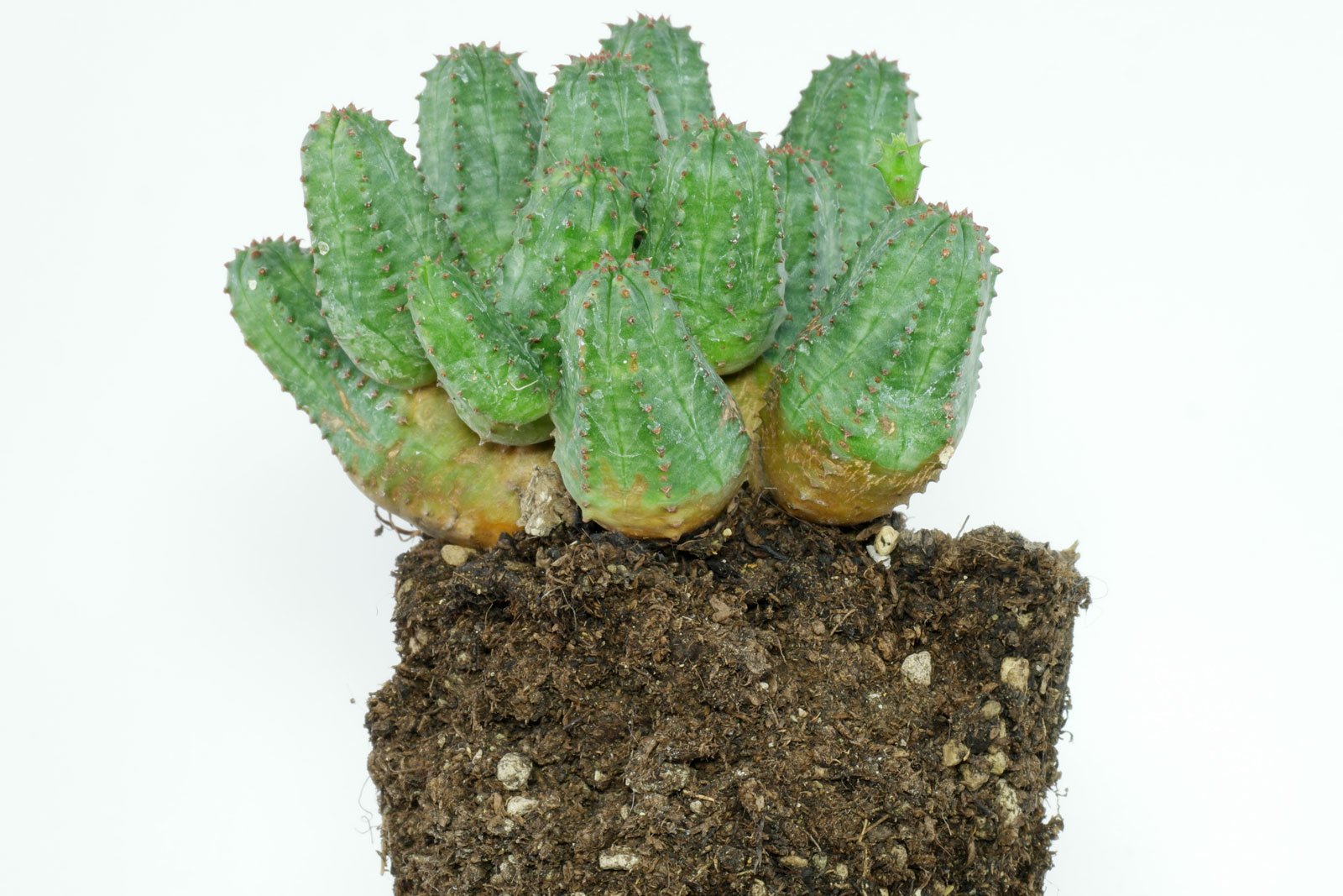 Euphorbia globosa
