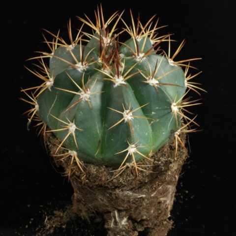 Melocactus bahiensis