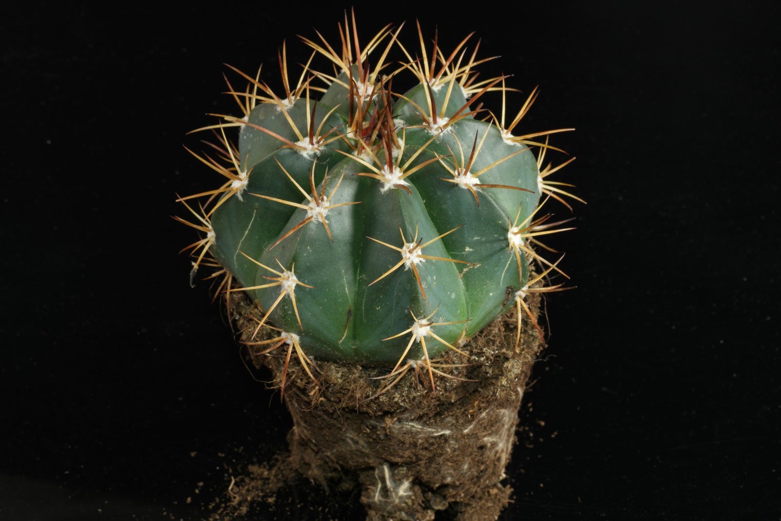 Melocactus bahiensis