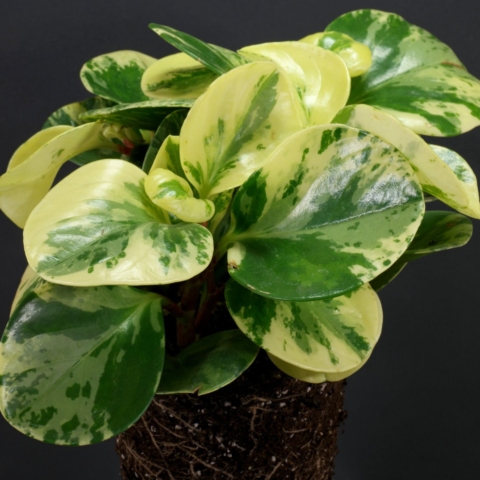 Baby Rubberplant