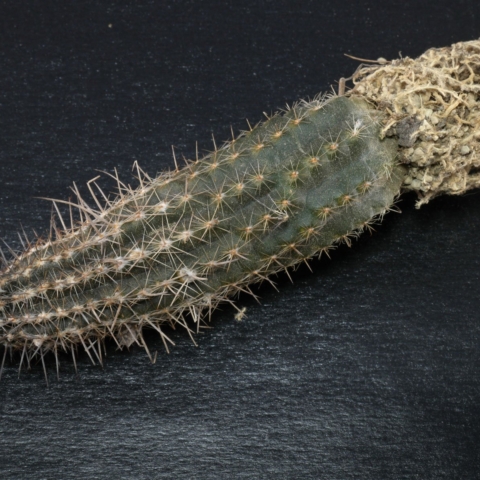 Echinopsis mirabilis