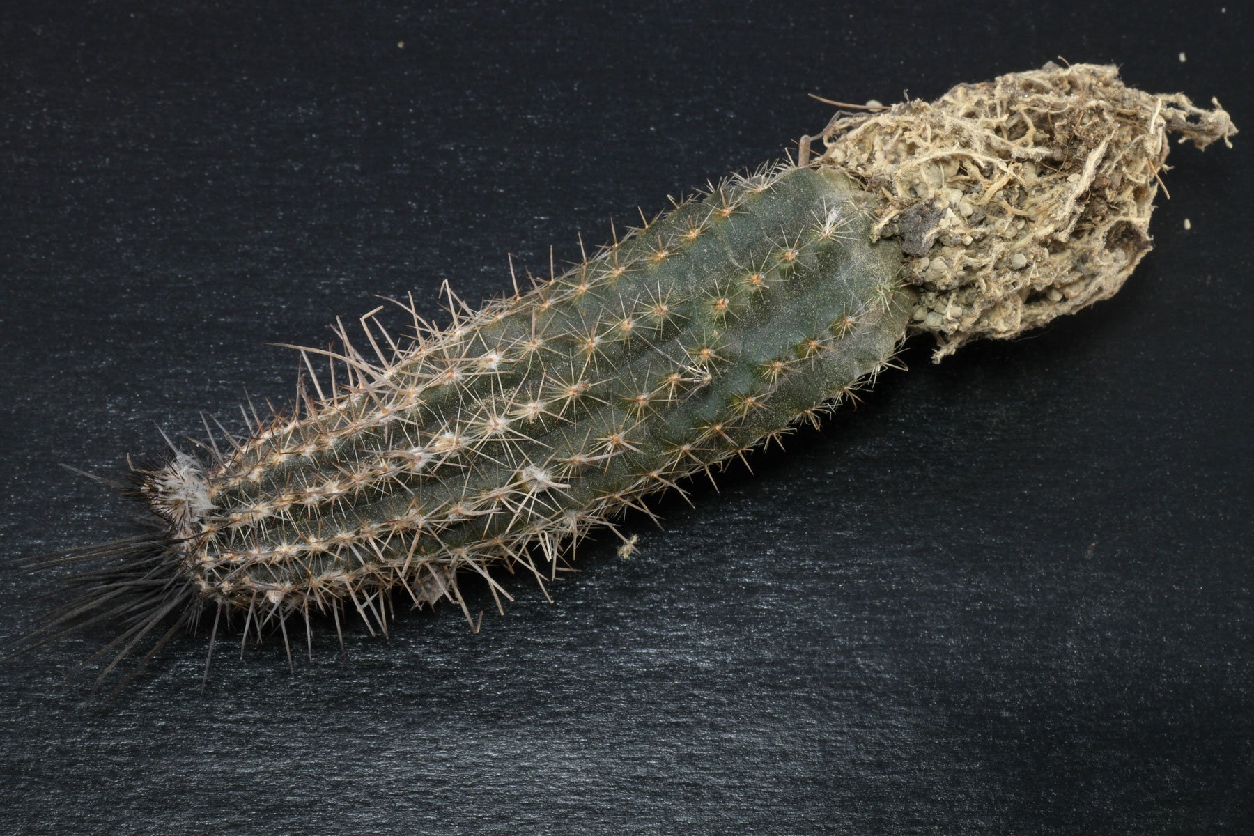Echinopsis mirabilis