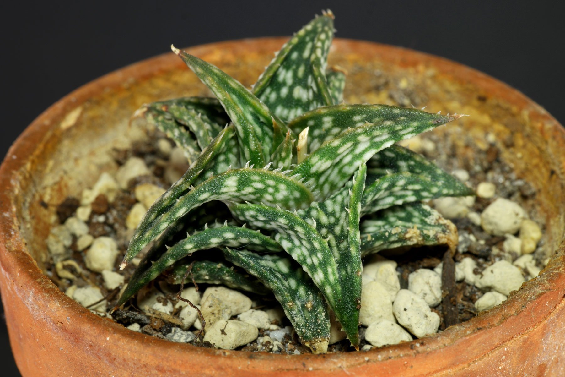 Aloe descoingsii