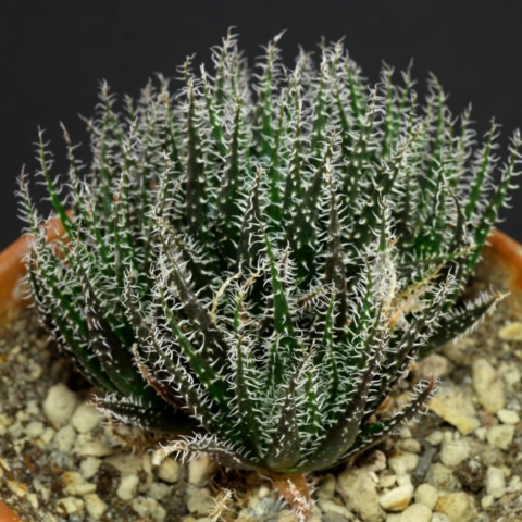 Aloe haworthioides