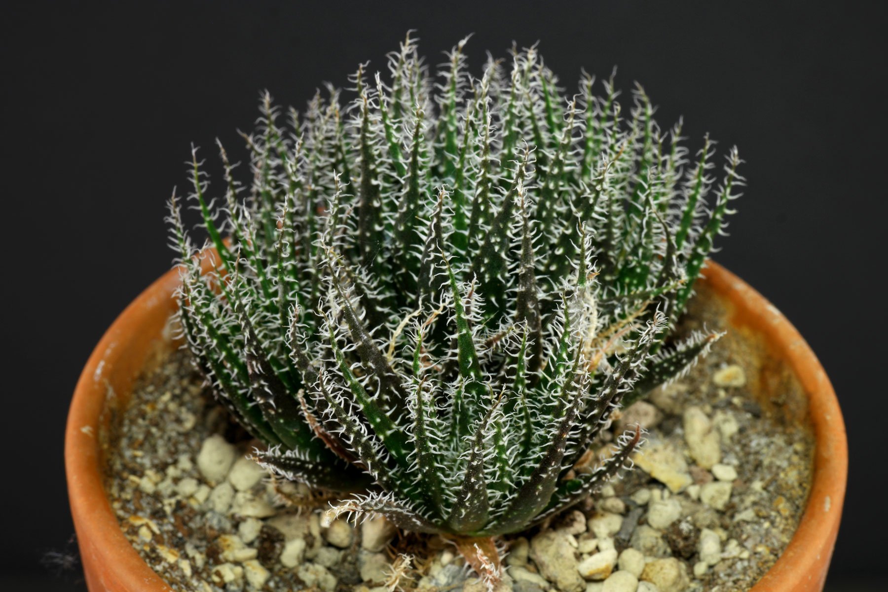 Aloe haworthioides
