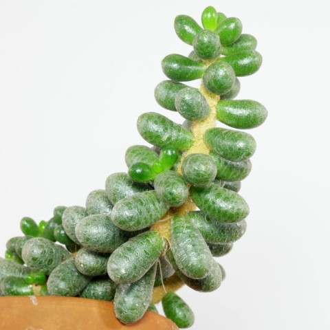 Sedum hernandezii