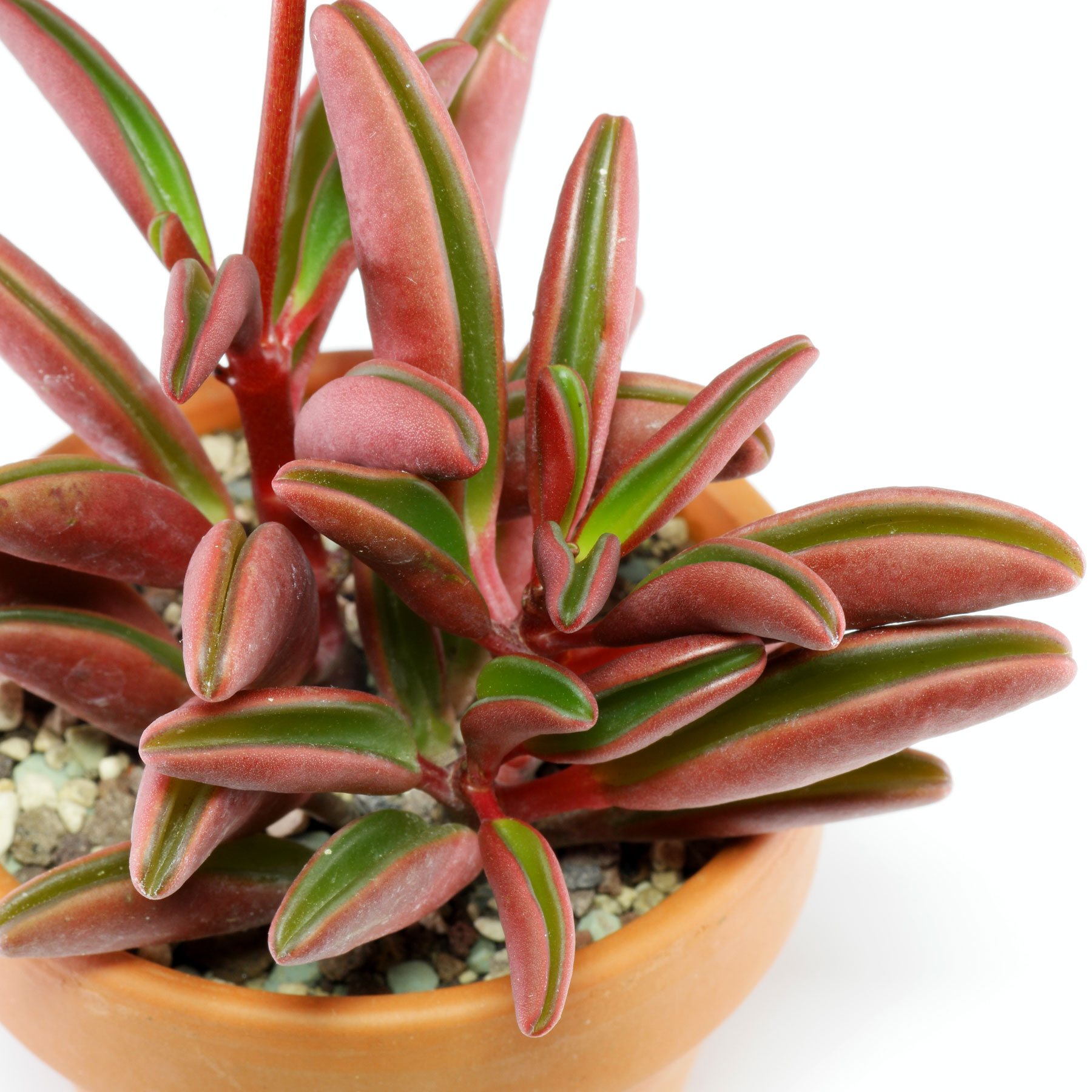 Peperomia graveolens