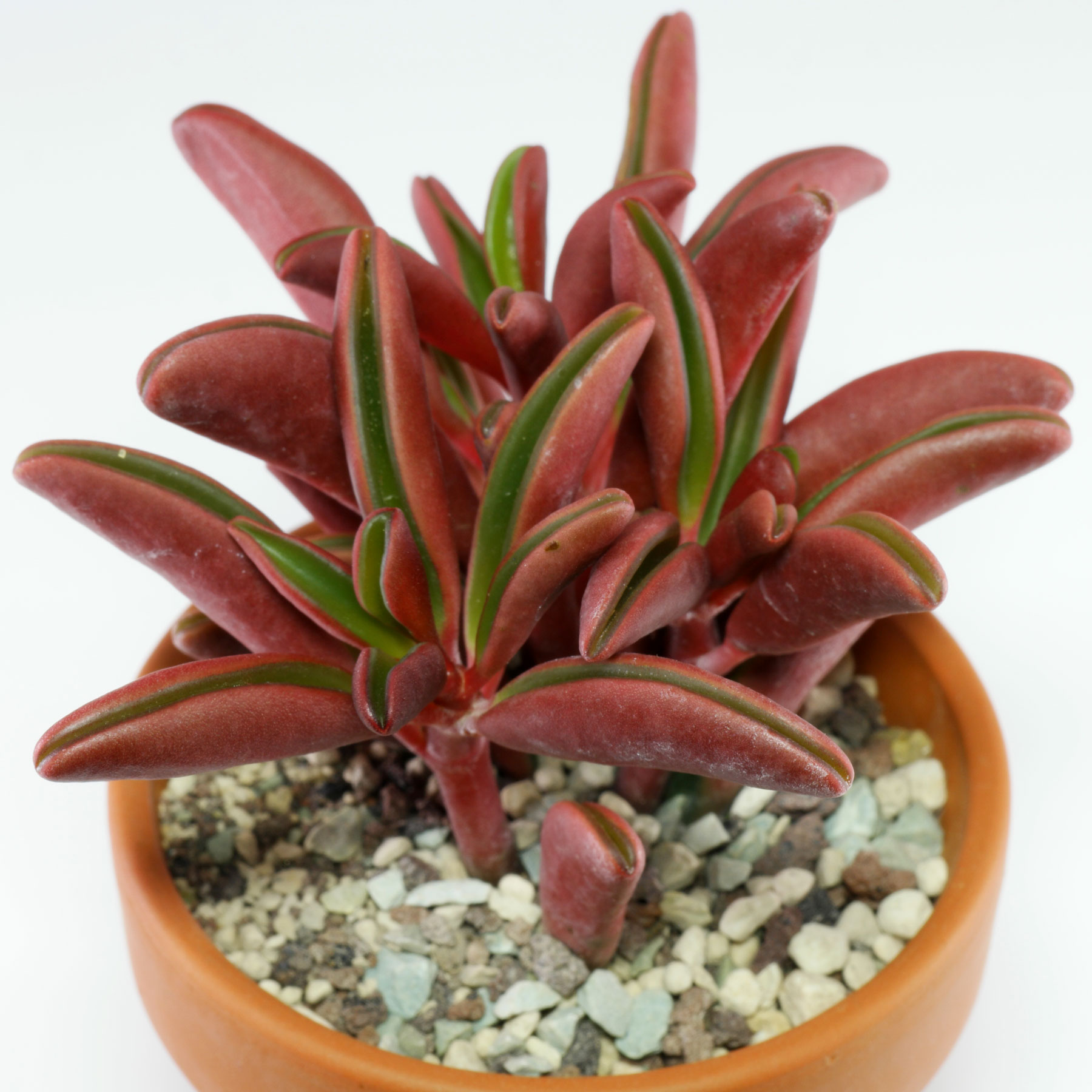 Peperomia graveolens
