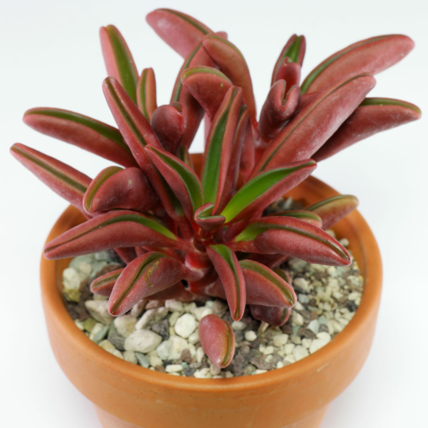 Peperomia graveolens