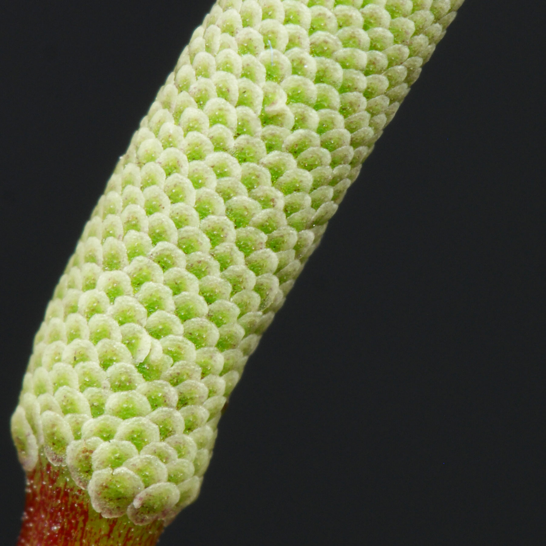 Peperomia graveolens