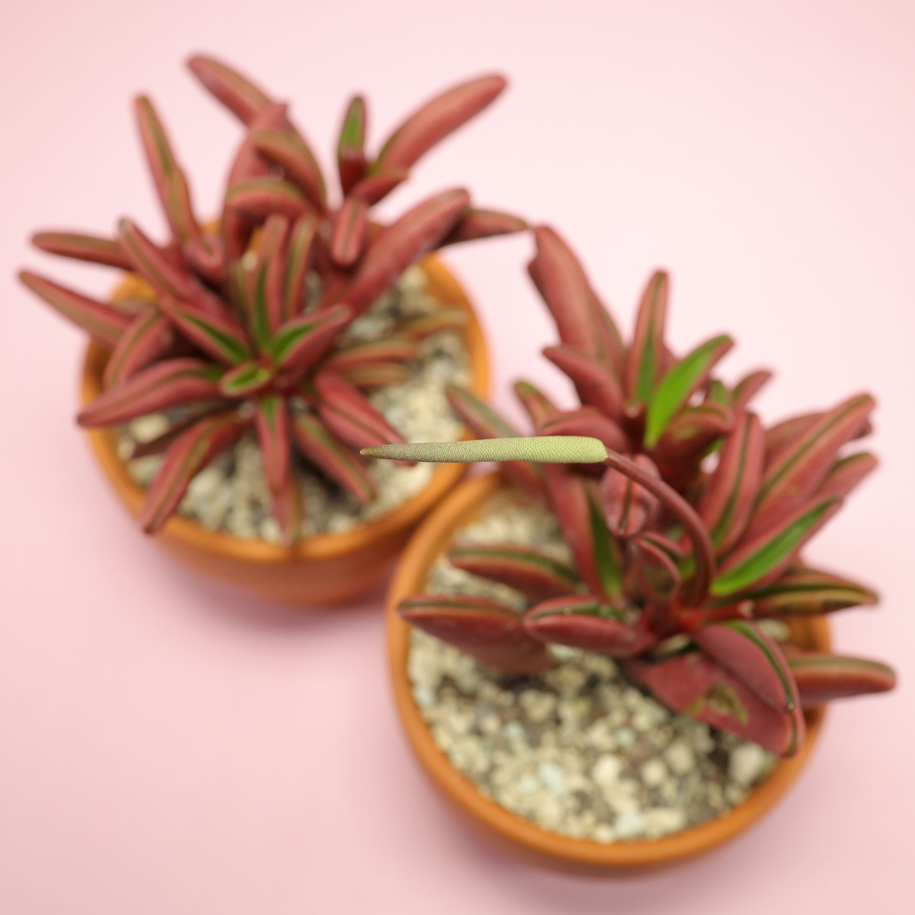 Ruby Glow Peperomia