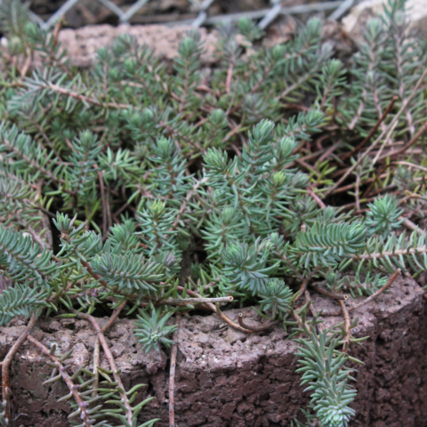 Sedum rupestre
