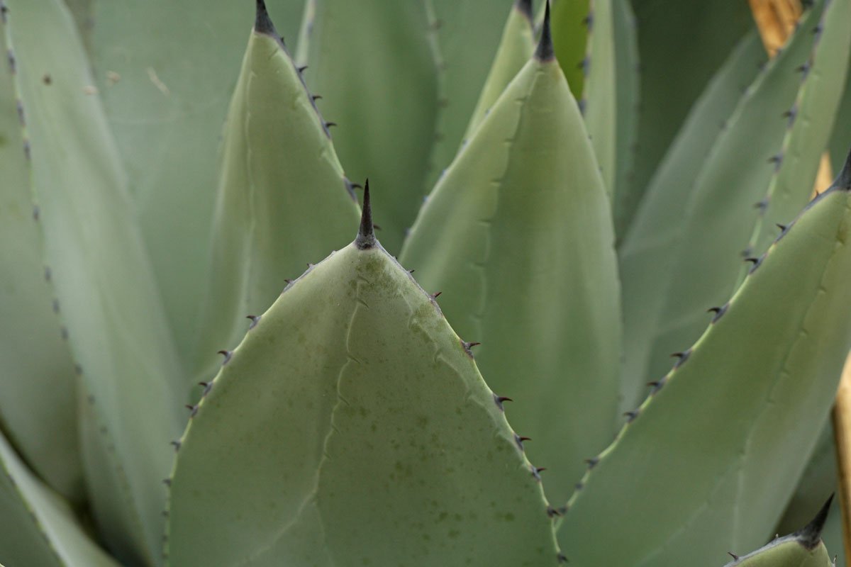 Agave potatorum