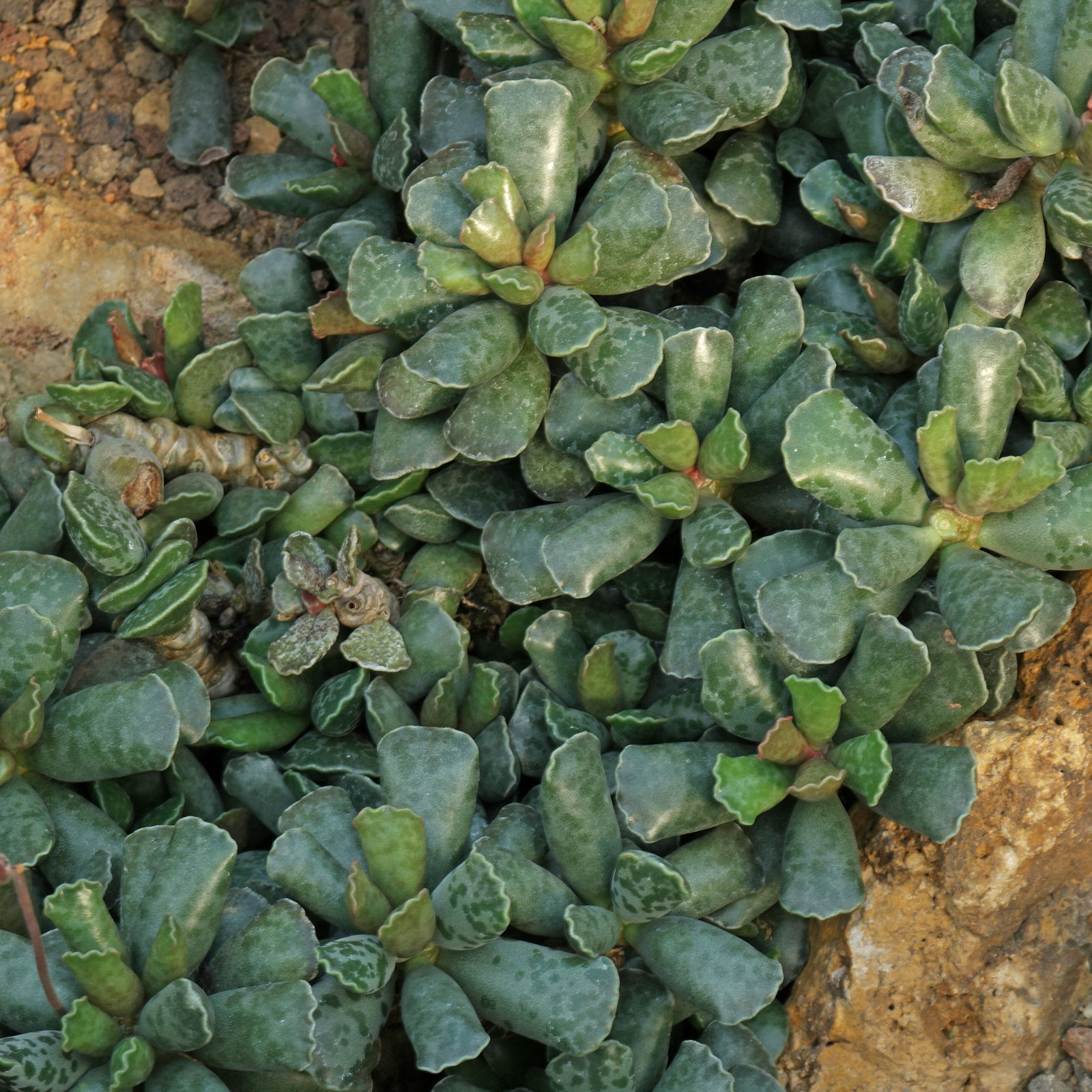 Adromischus cooperi