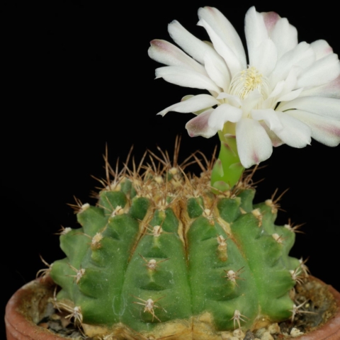 Gymnocalycium anisitsii ssp. anisitsii
