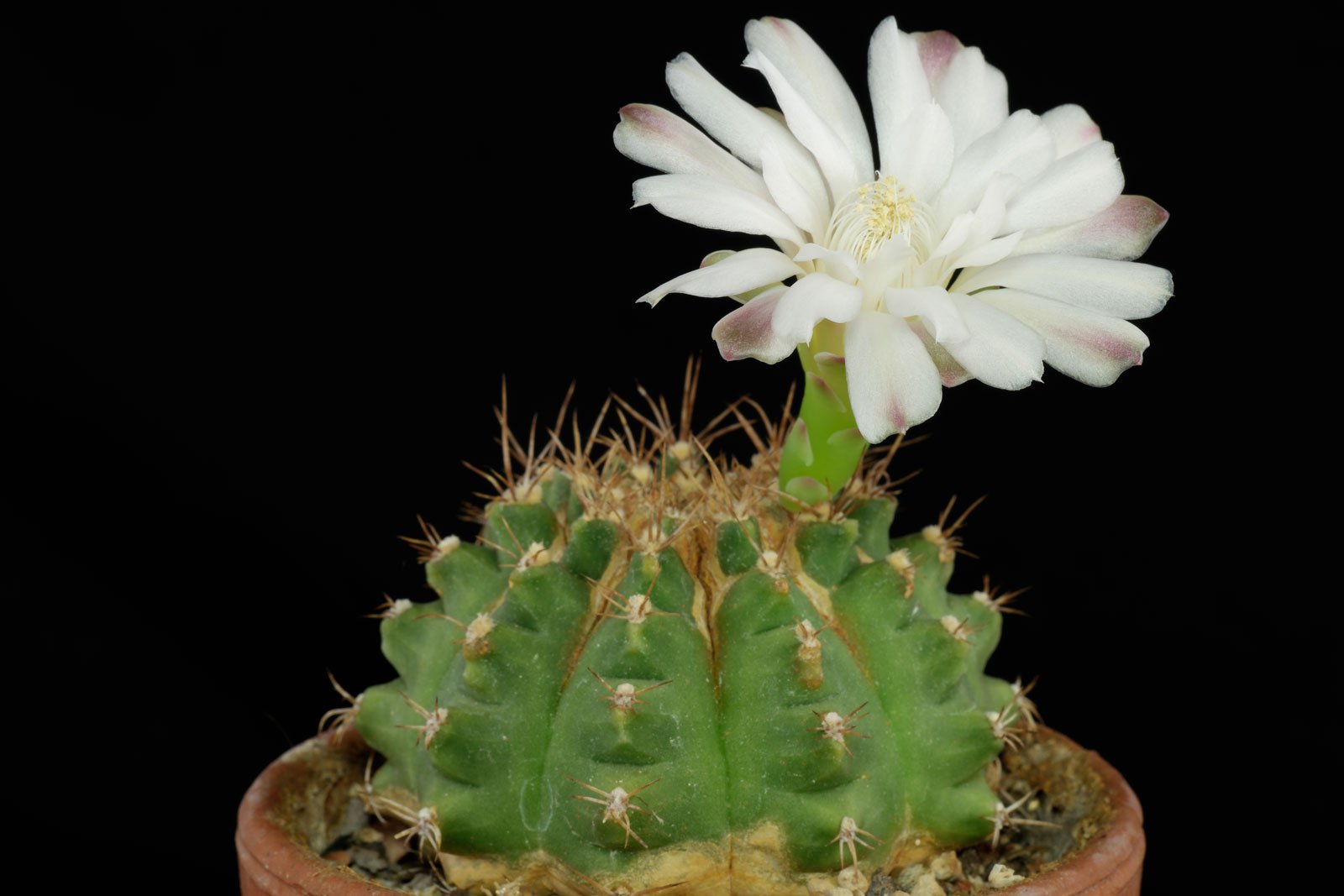 Gymnocalycium anisitsii ssp. anisitsii