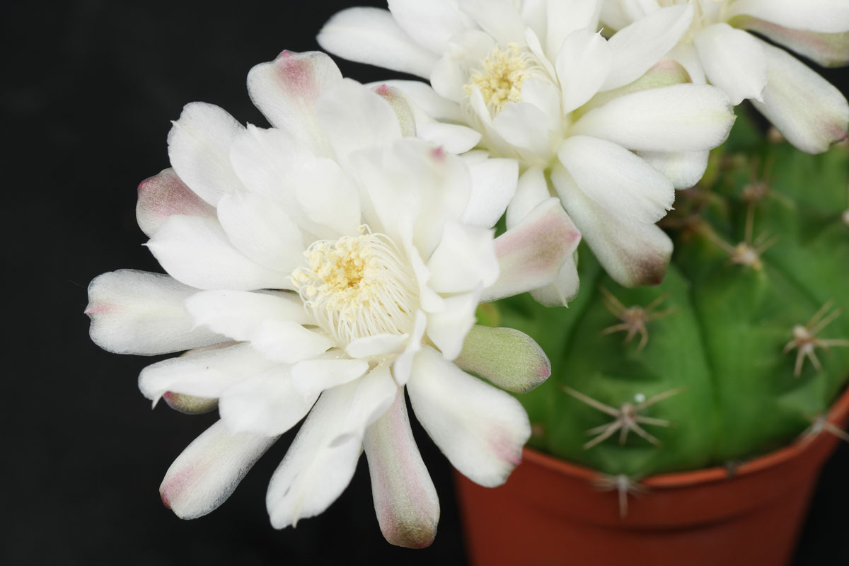 Gymnocalycium anisitsii anisitsii