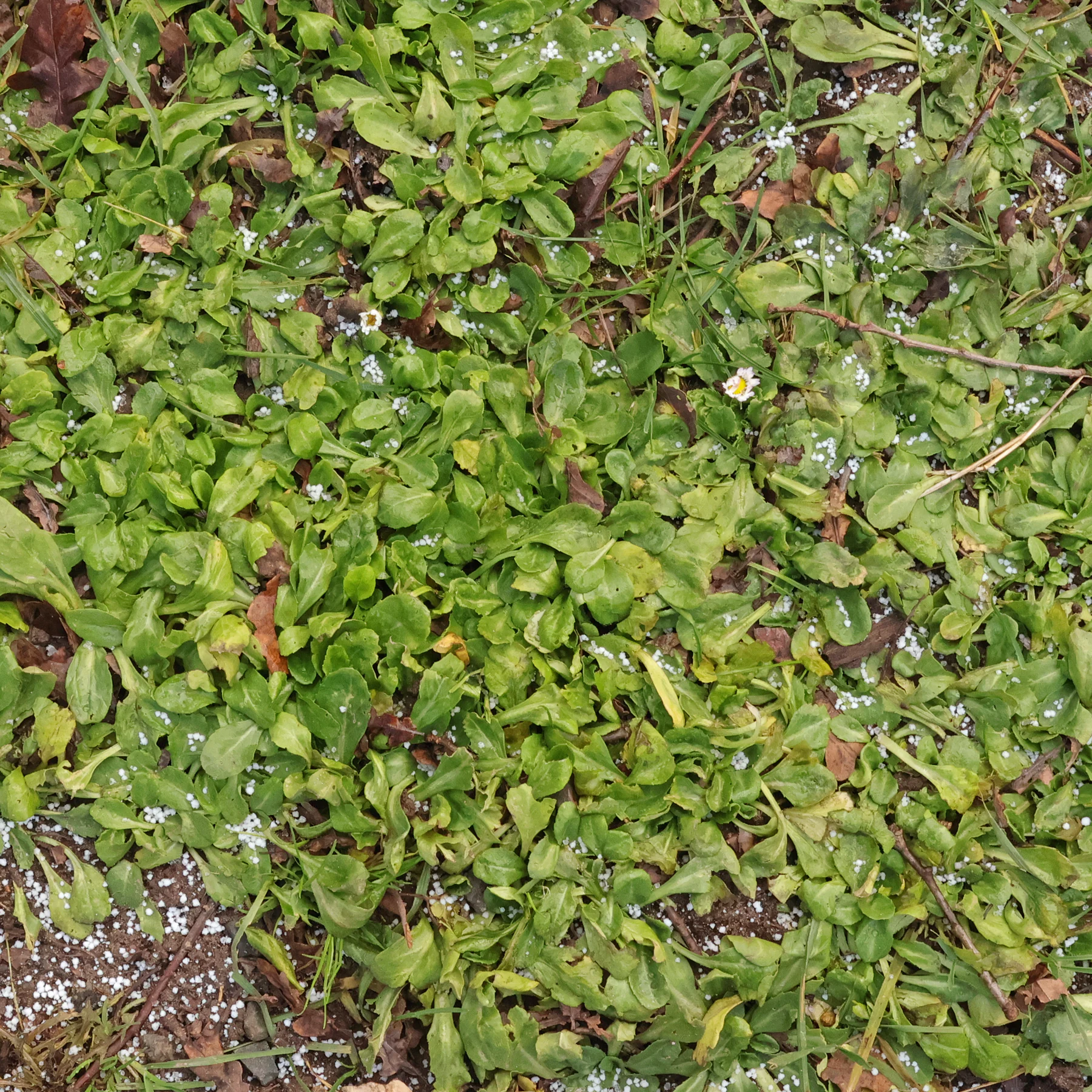 Bellis perennis liscie
