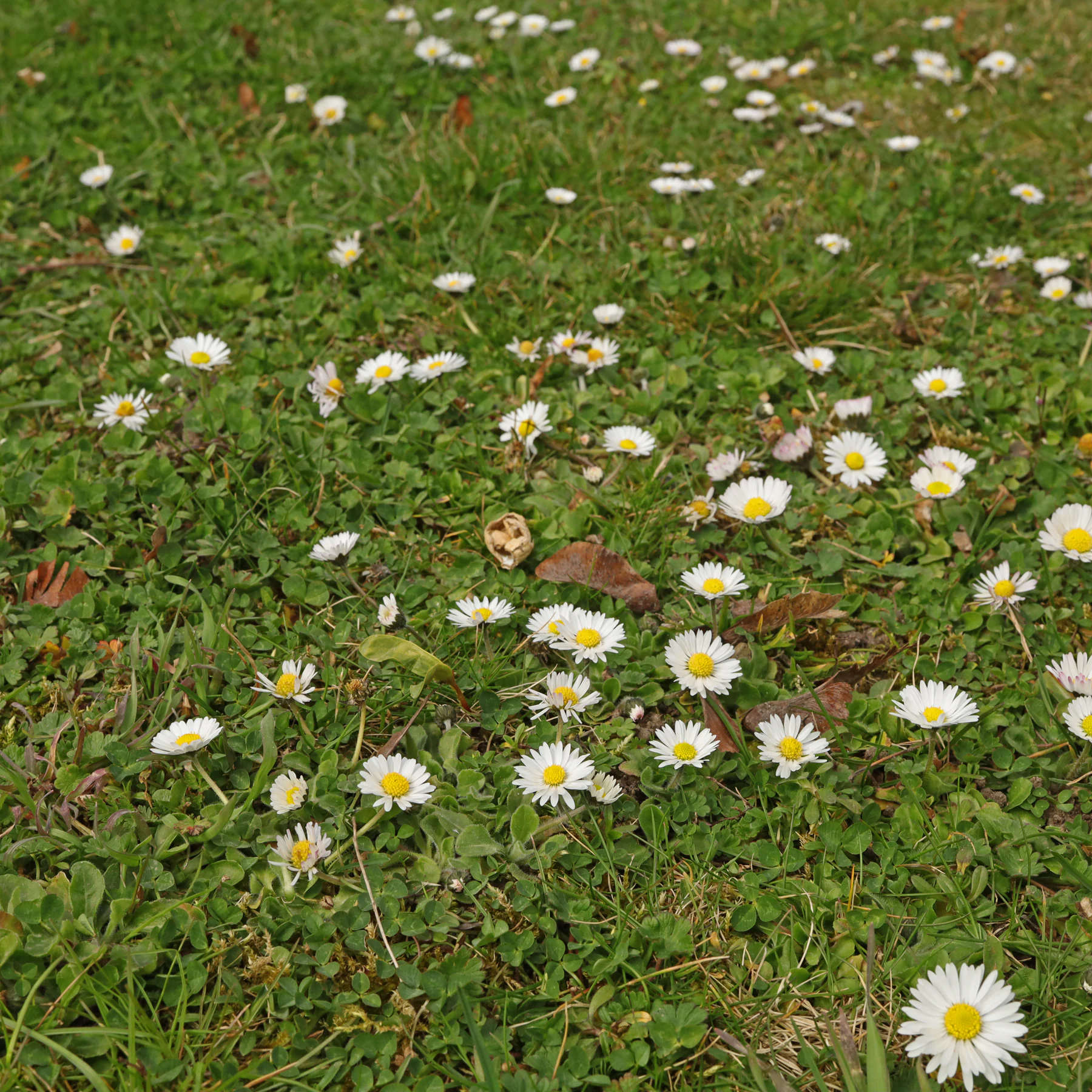 Bellis perennis na łące w wiosną