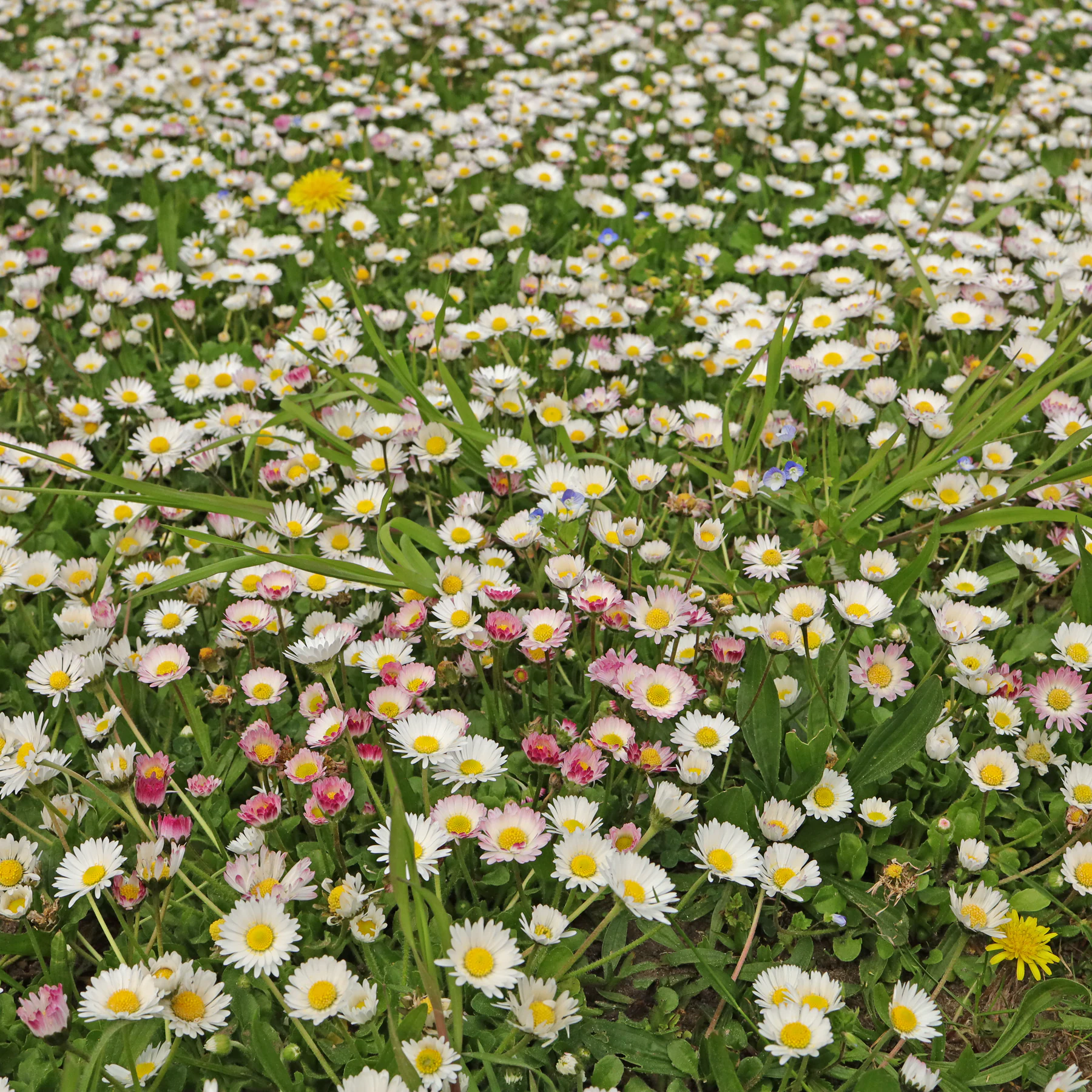 Bellis perennis na trawniku