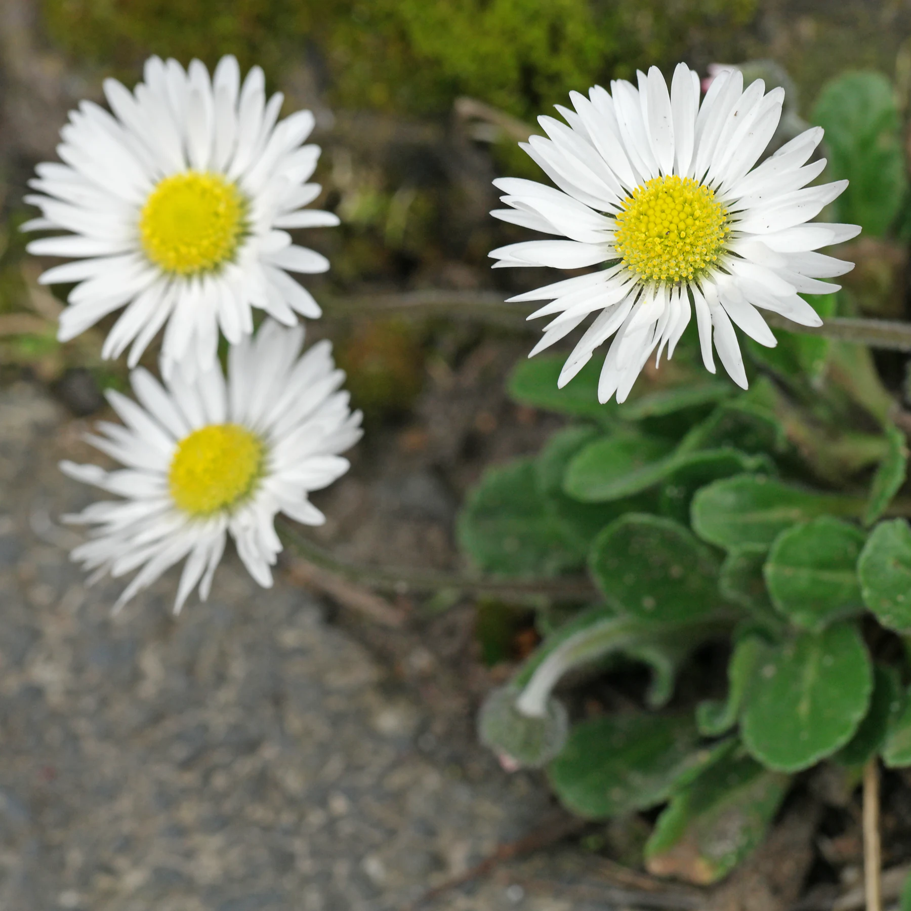 Bellis perennis wzdłuż drogi